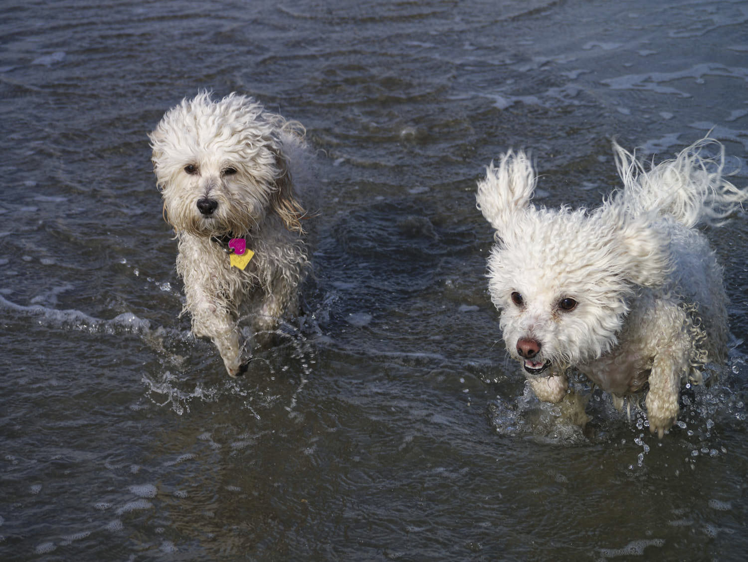 Bichon Frisé in the surf